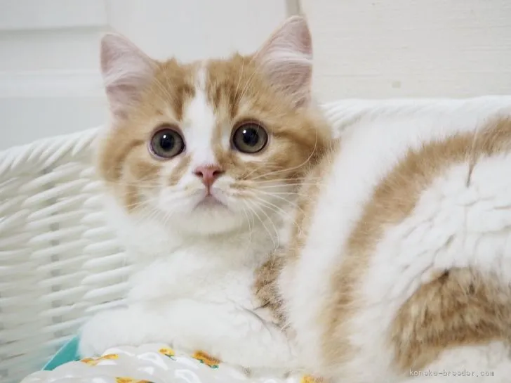 ID：1903-00601の子猫