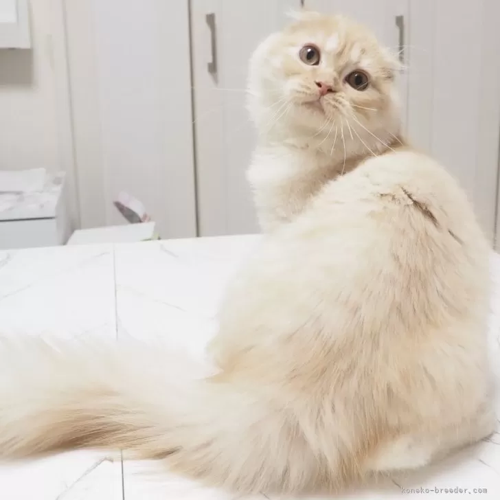 ID:2404-03073の子猫