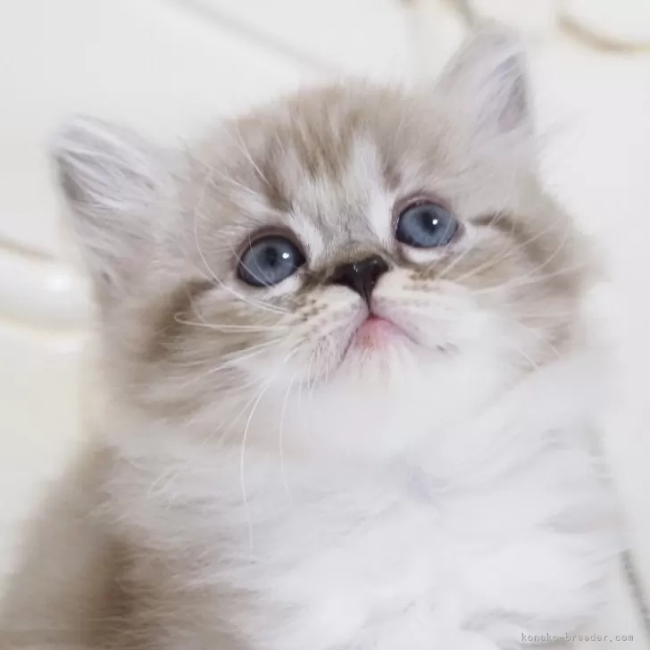 ID:2407-03201の子猫