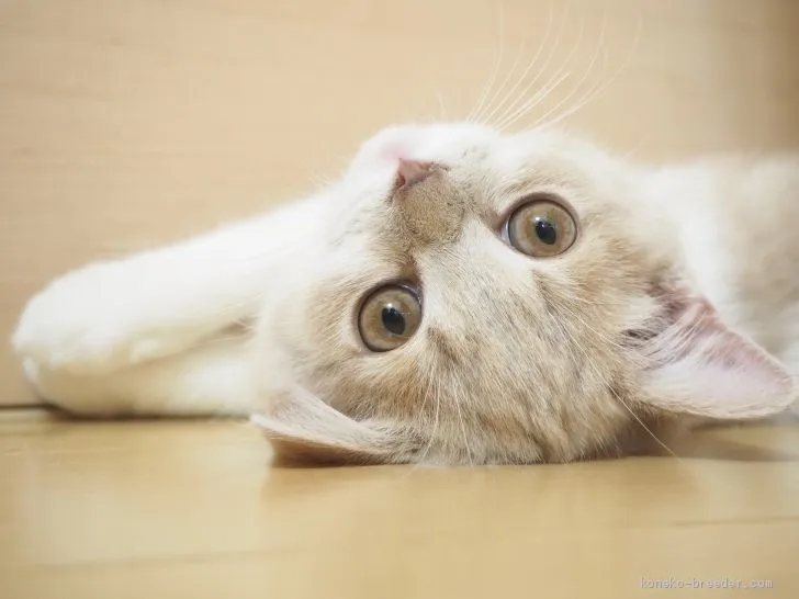 ID：1911-01560の子猫