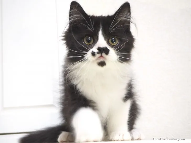 ID：2001-00093の子猫