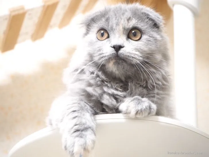 ID：1911-01564の子猫