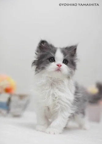 ID:1411-00195の子猫