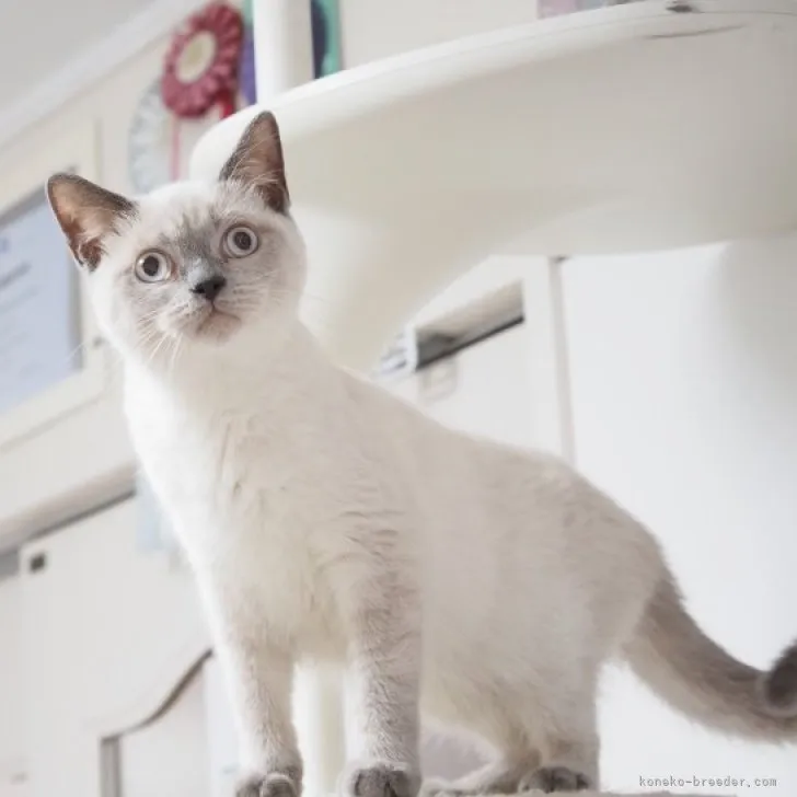 ID：2307-03335の子猫