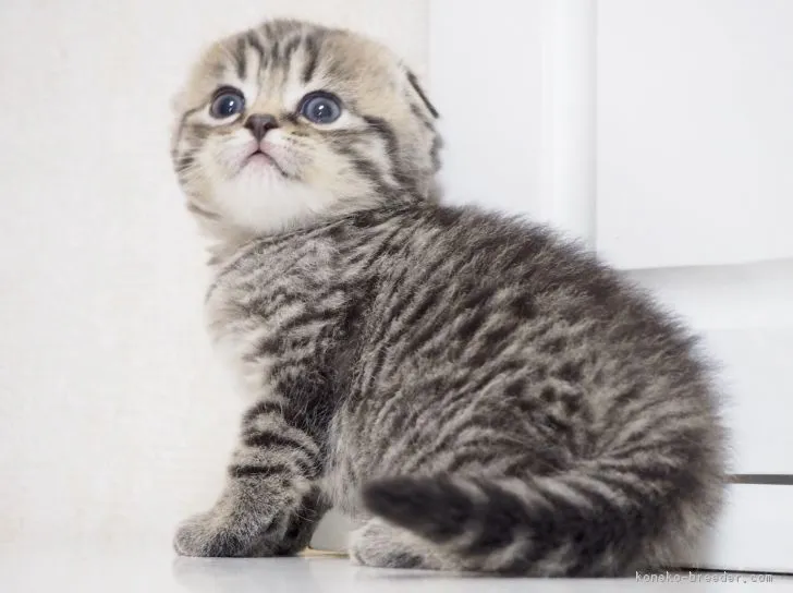 ID：1811-00535の子猫