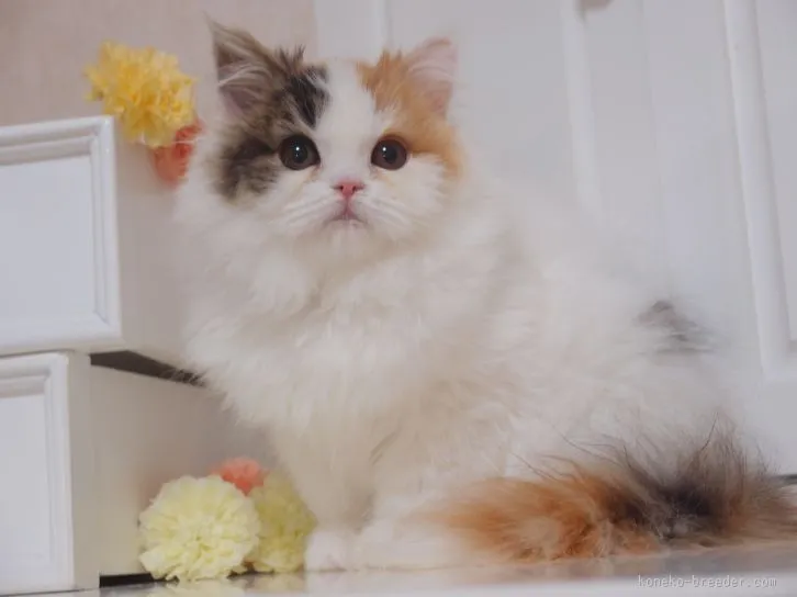 ID：1512-00280の子猫