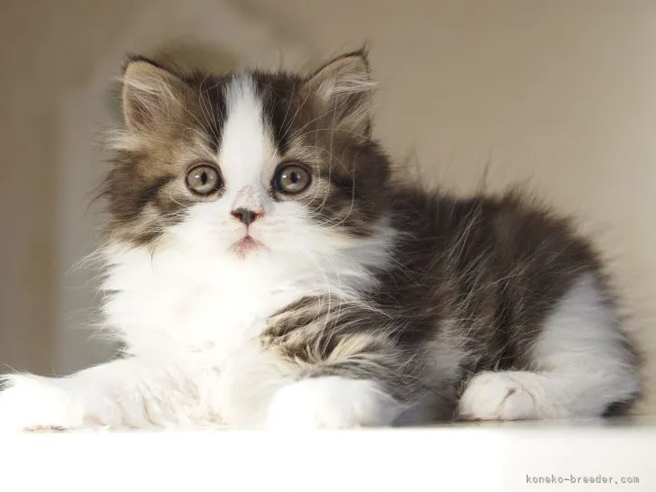 ID：2112-01385の子猫