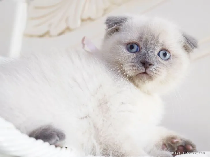 ID：2202-01997の子猫
