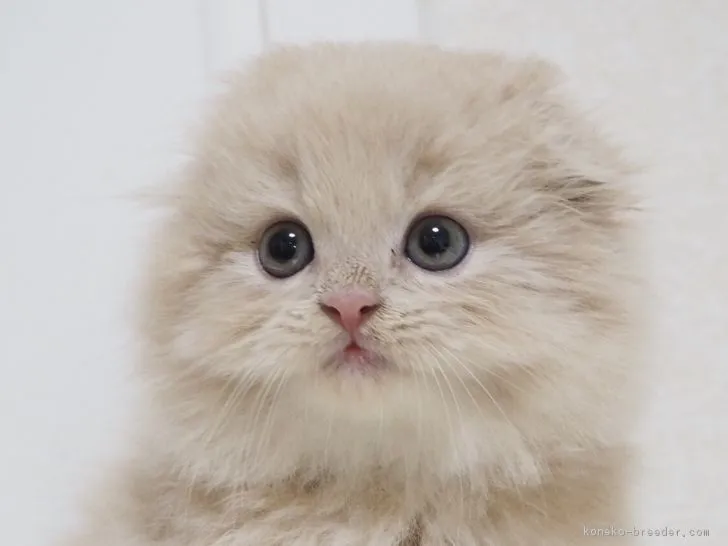 ID：1709-01169の子猫