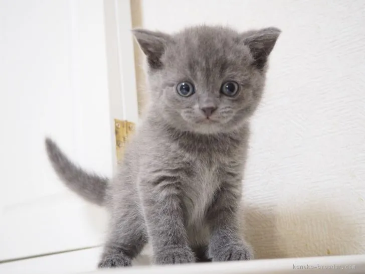 jacky 様のお迎えした子猫