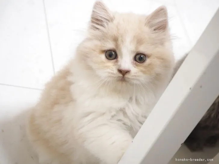 ID：2104-01126の子猫