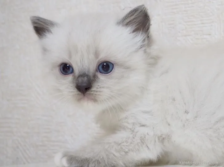 ID：1804-00900の子猫