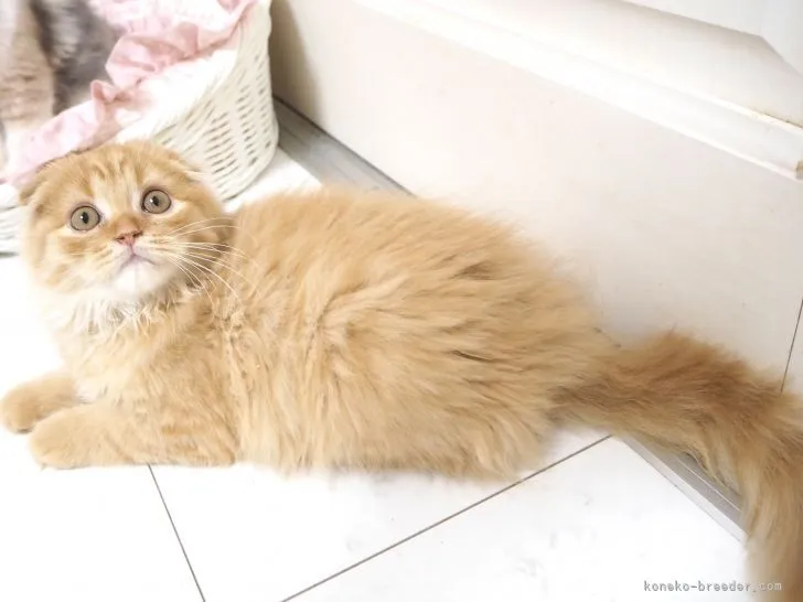 ID：2105-00593の子猫