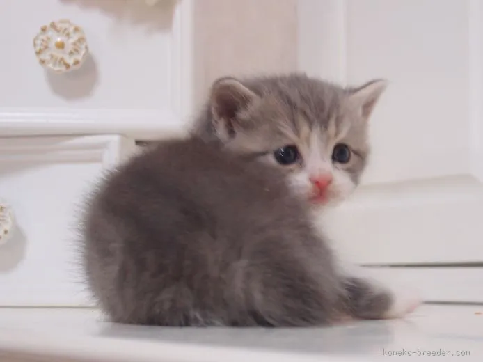 ID：1510-00635の子猫