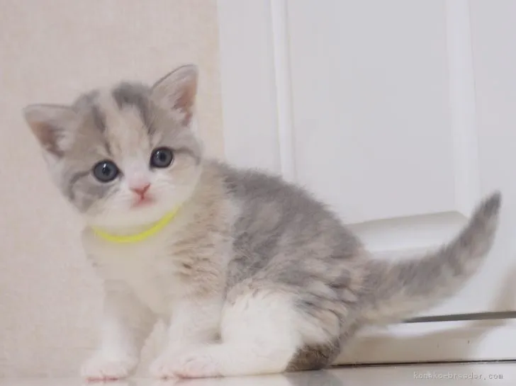ミウ 様のお迎えした子猫