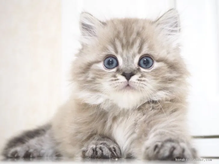 ID：2003-01896の子猫