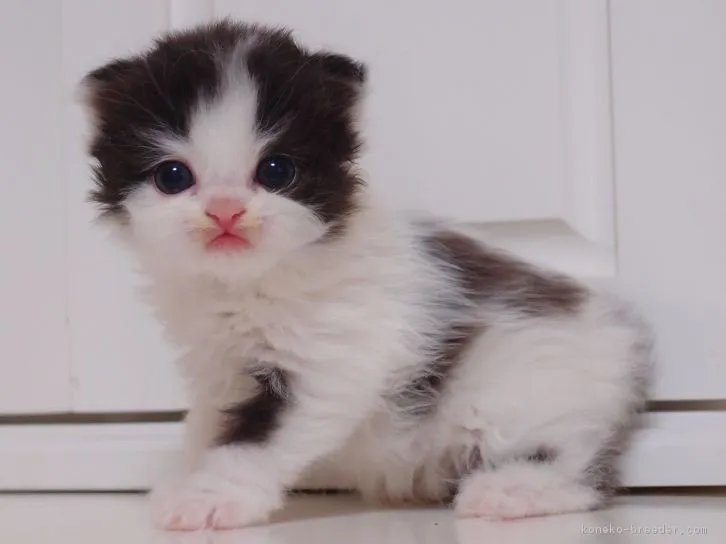 ID：1606-00698の子猫
