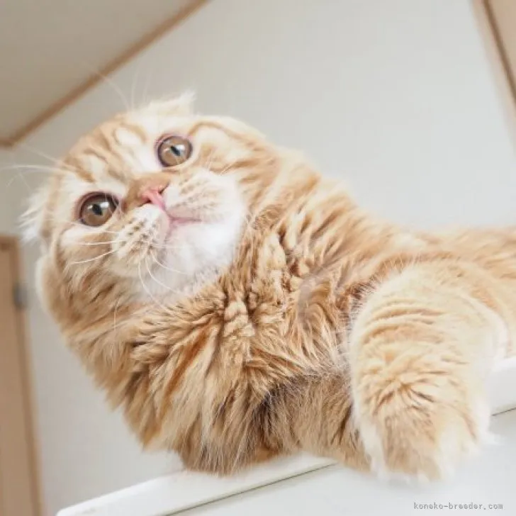 ID:2210-01894の子猫