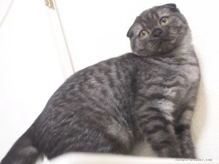 ID:2010-00503の子猫