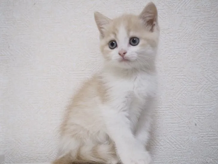 なっちゃん 様のお迎えした子猫