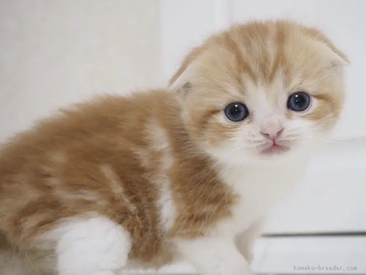 ID：1711-00476の子猫