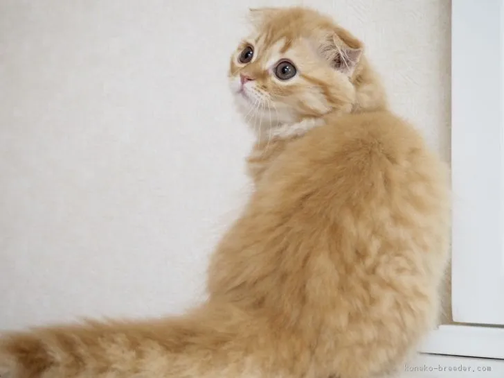 ID：1808-01567の子猫