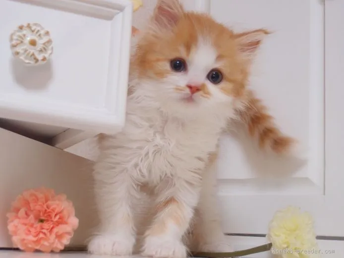 ID：1508-00498の子猫