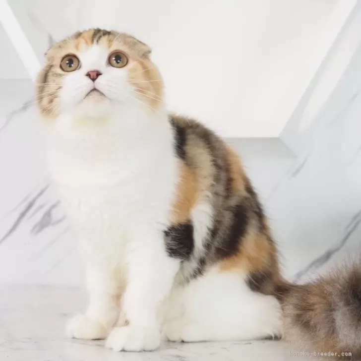 ID：2403-02496の子猫