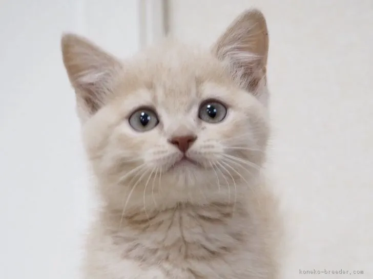 ID：1803-00718の子猫