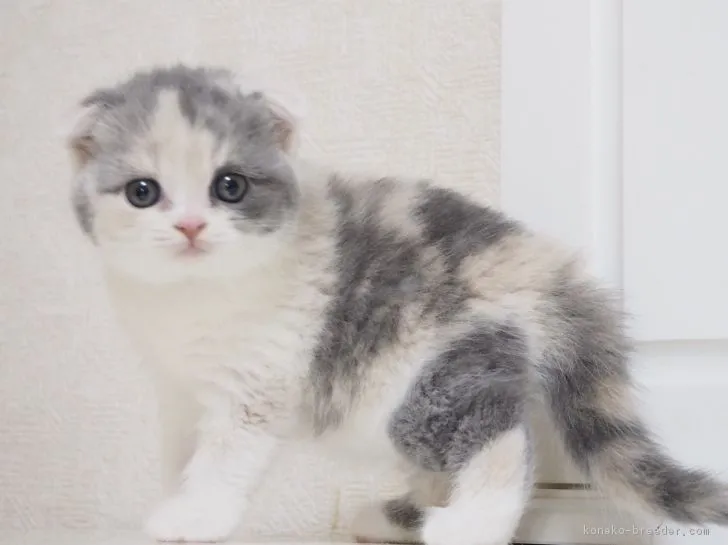 ID：1710-00060の子猫