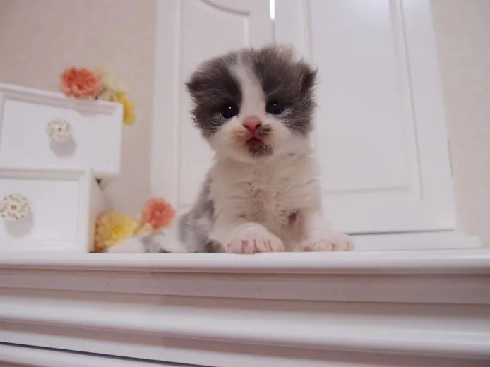 ID：1503-00231の子猫