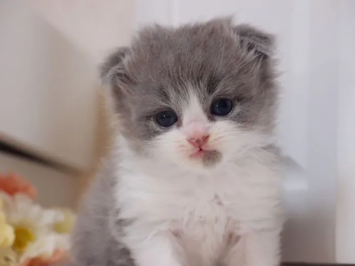 ID：1503-00421の子猫