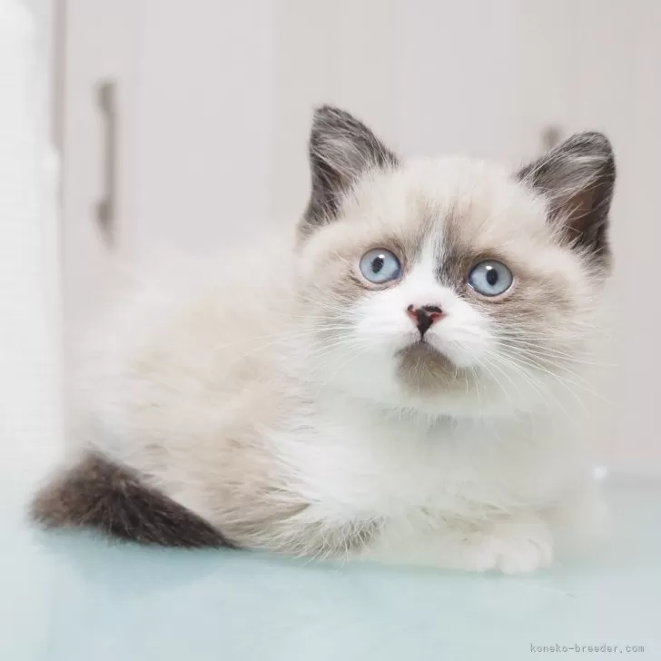 ID：2402-01701の子猫