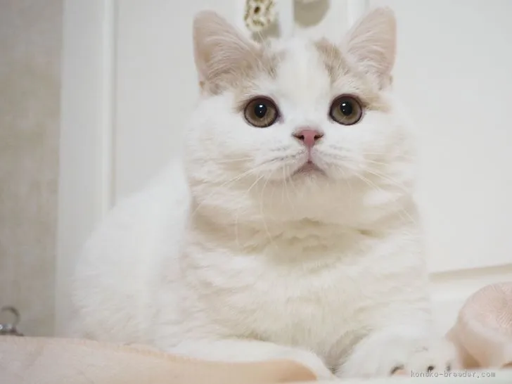 ID：2101-01515の子猫