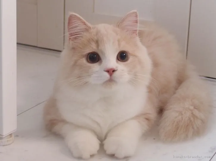 ID：1606-00956の子猫