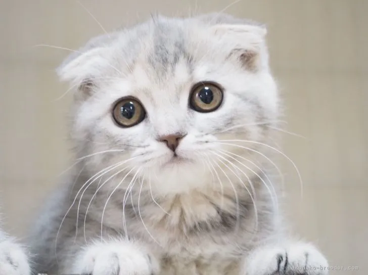 ID：1803-00288の子猫