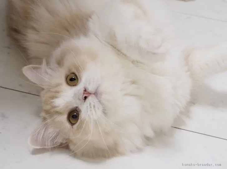 ID：1809-00188の子猫