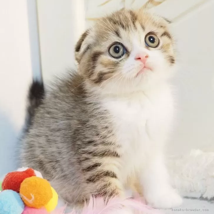 ID：2312-02139の子猫