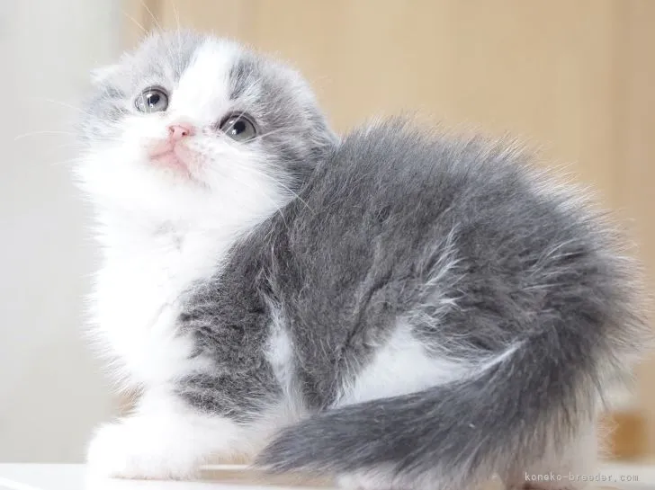 ゆき 様のお迎えした子猫