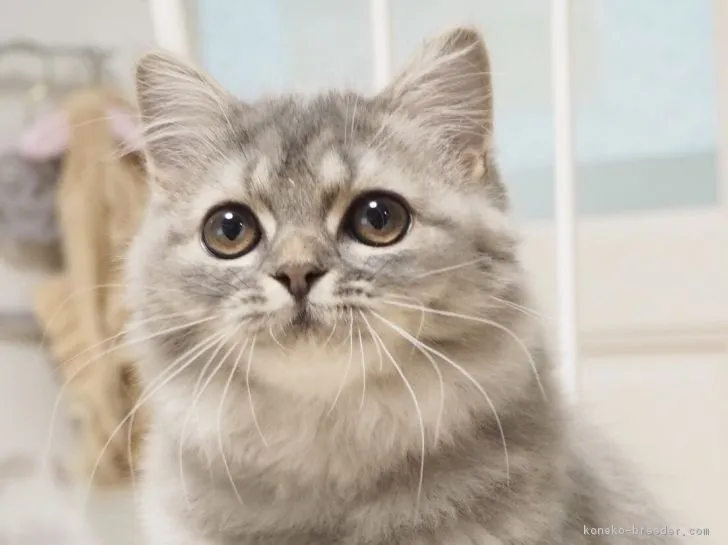 ID：1808-01035の子猫