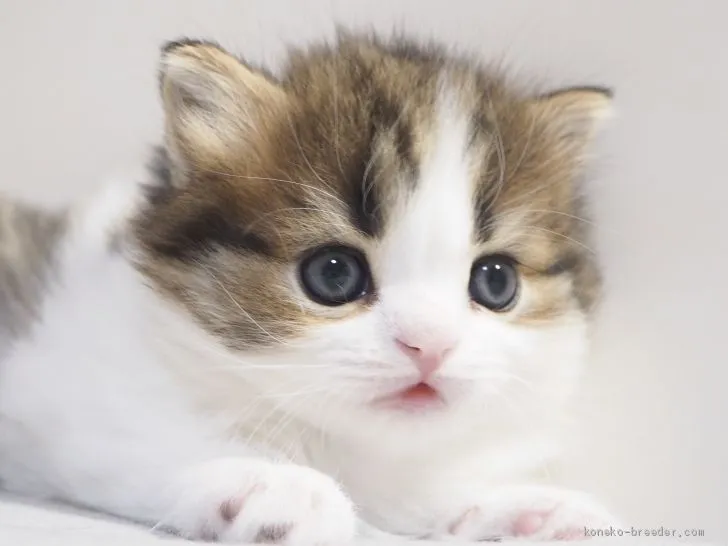 m 様のお迎えした子猫