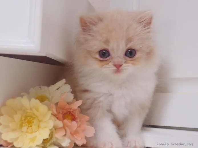 ID：1511-00110の子猫