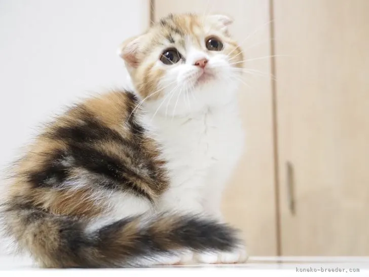 凛々 様のお迎えした子猫