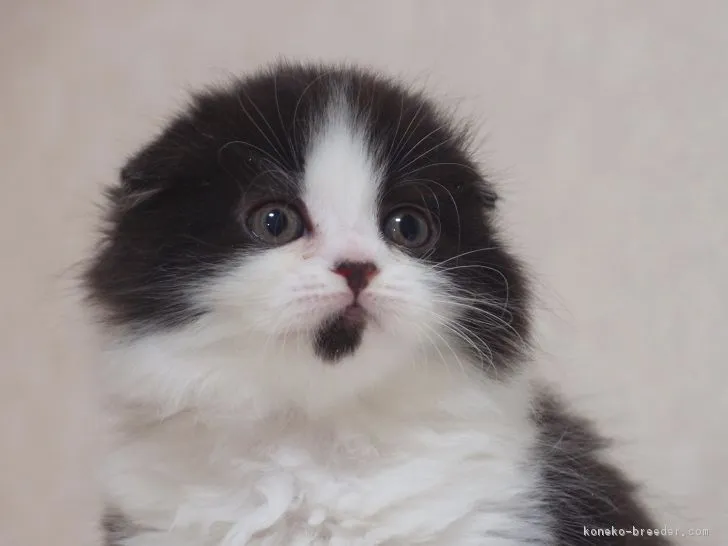 ID：1702-00171の子猫
