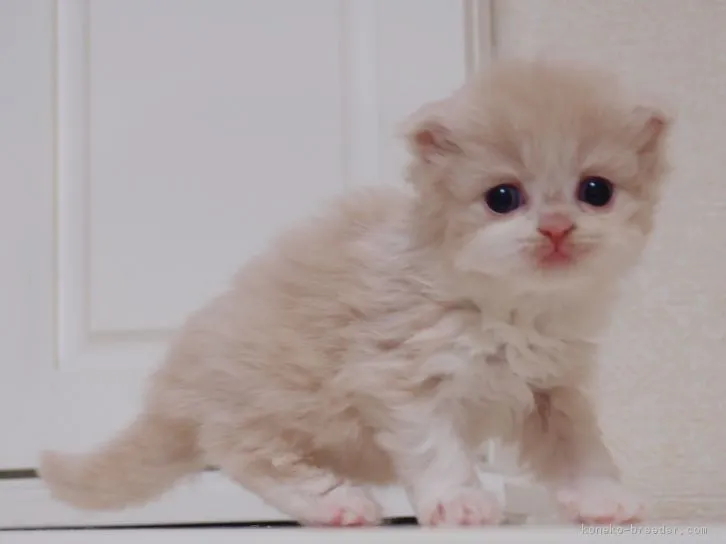 ID：1606-00726の子猫