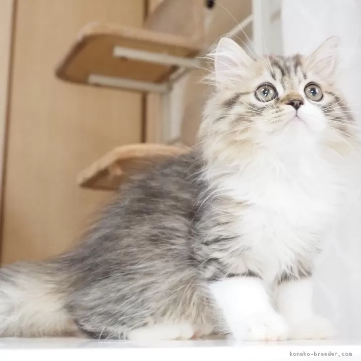 ID:2311-00653の子猫