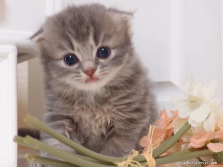 ID：1606-00543の子猫