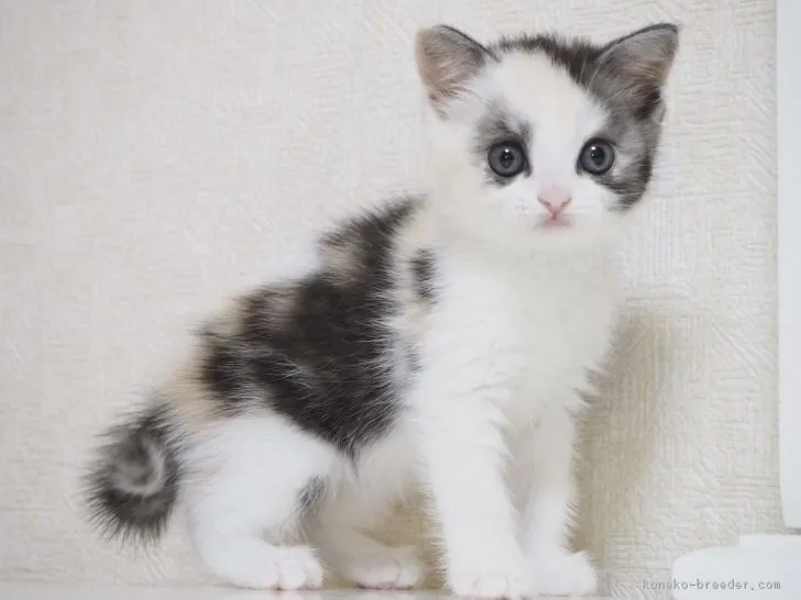 ID：1708-00517の子猫