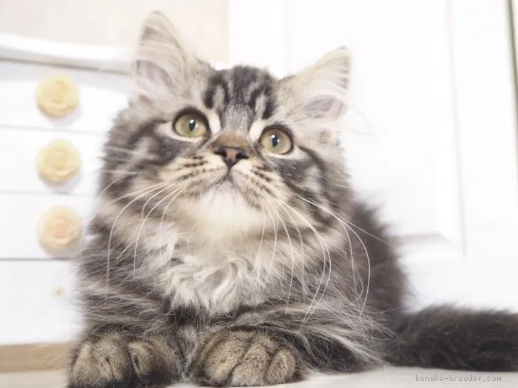 ID:2001-00092の子猫