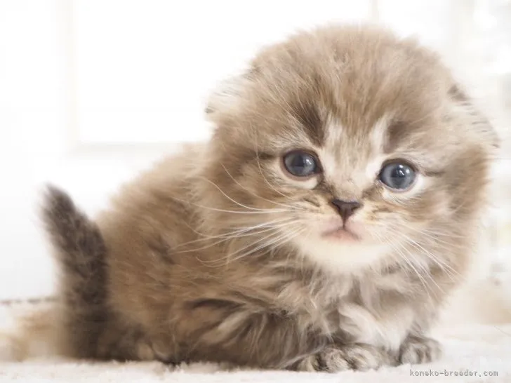 ID：2108-00008の子猫